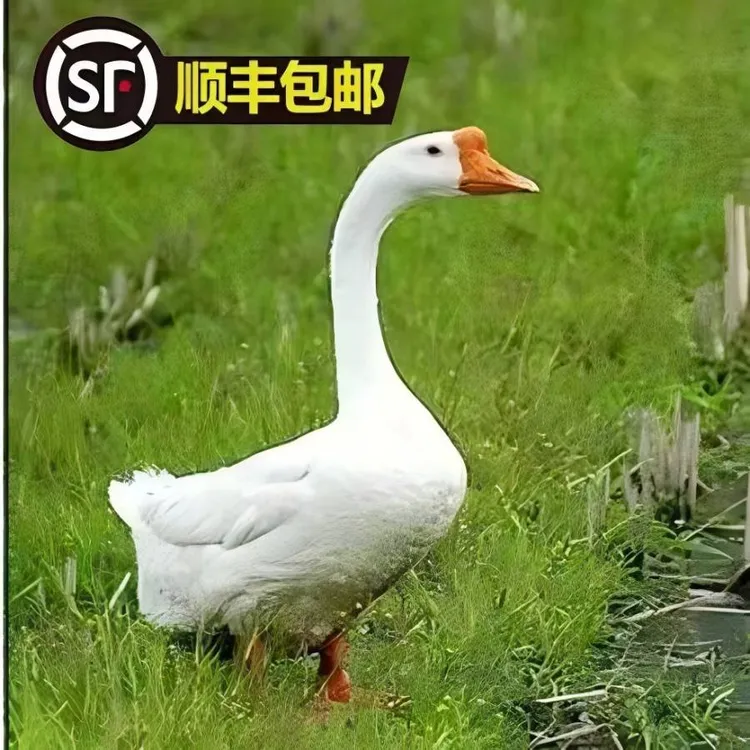东北大鹅！带心肝胗！140天以上111