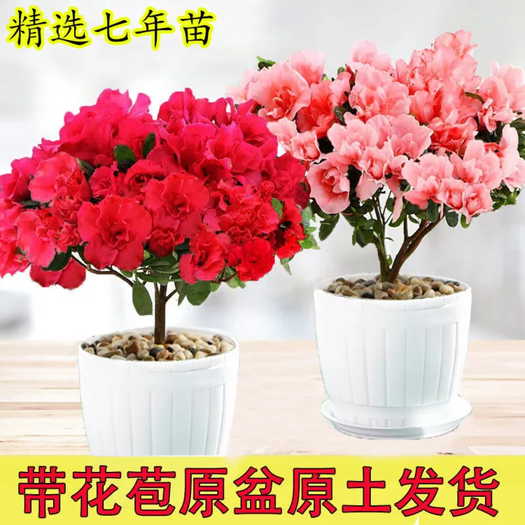 带花苞杜鹃花苗盆栽四季室内花卉绿植好养易活老桩开花植物特大盆