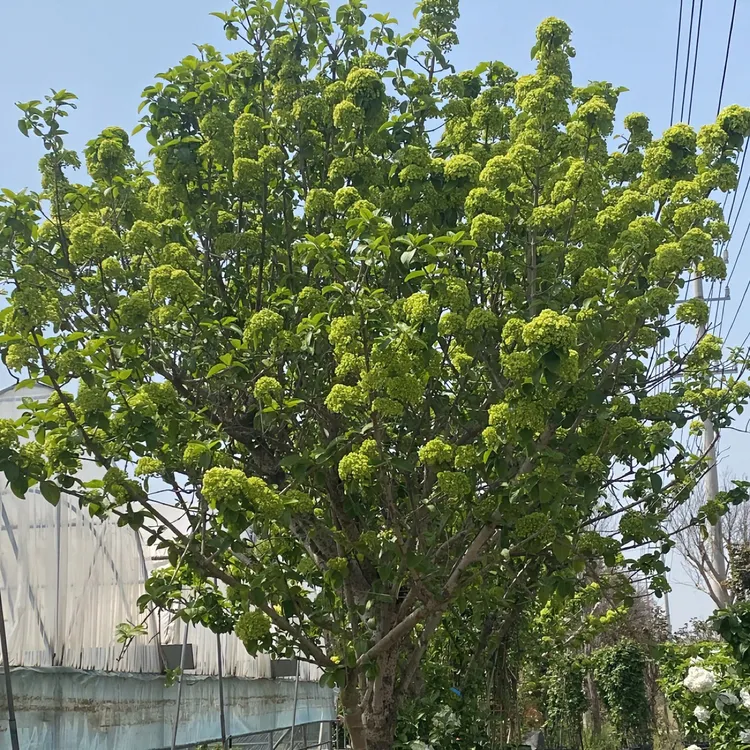 中华木绣球大花斗球庭院木本植物多季开花耐寒耐热盆栽花卉带花