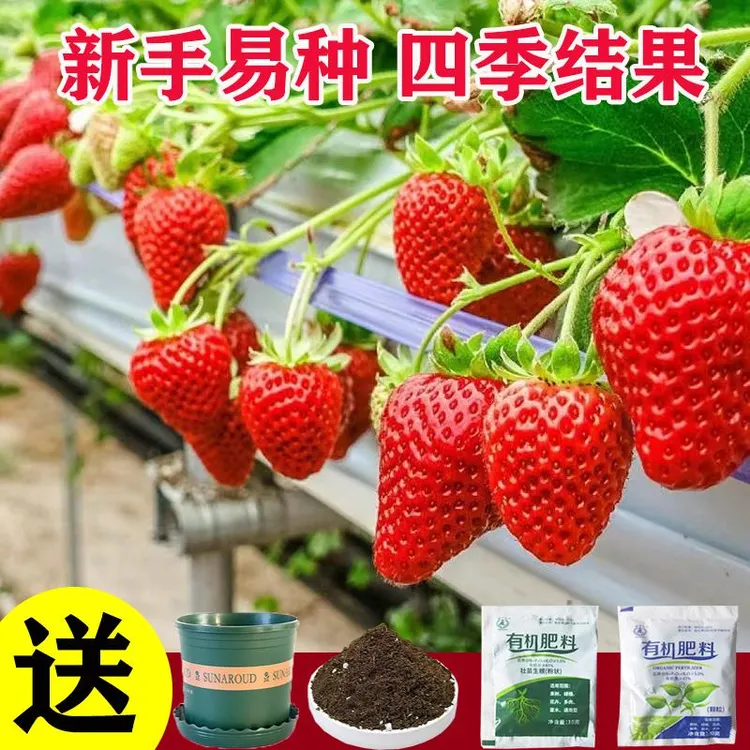 四季奶油草莓种籽子秋冬草莓盆栽开花结果室内外盆栽阳台花种子