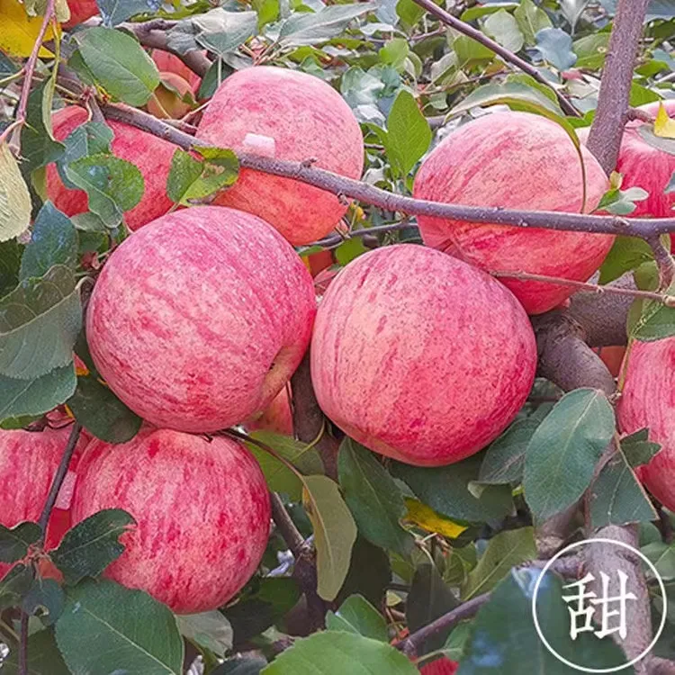 苹果树苗苹果苗嫁接苹果树苗盆栽地栽阳台庭院南北方种植