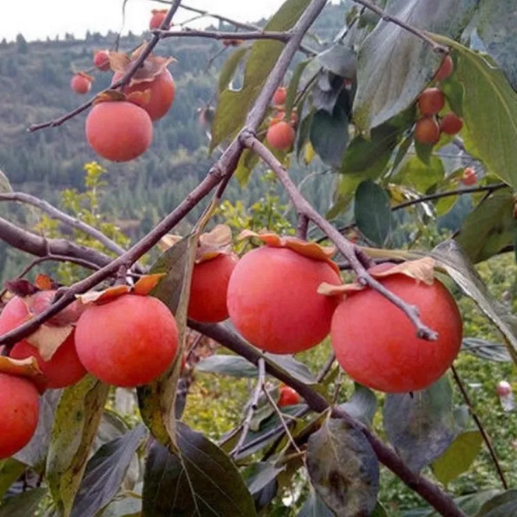 柿子树苗柿子苗嫁接柿子树苗盆栽地栽阳台庭院种植南方北方种植