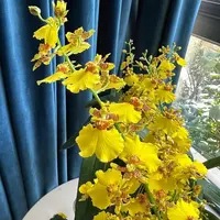 特价蜜糖文心兰不售后 微瑕精致兰花黄色好养爆花兰 云南鲜花绿植