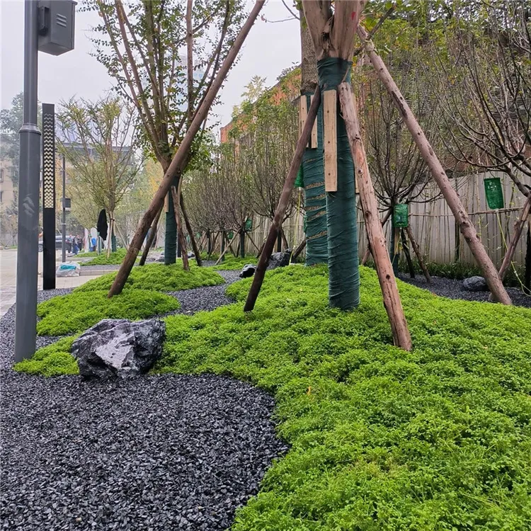 【免修剪草坪】姬岩垂草护坡草地被植物耐踩踏耐寒耐热草坪木架发货