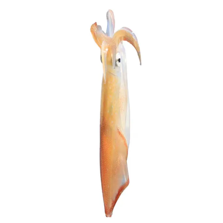 汕尾本港海钓大鱿鱼新鲜特大鱿鱼3斤-5斤发冷链发货