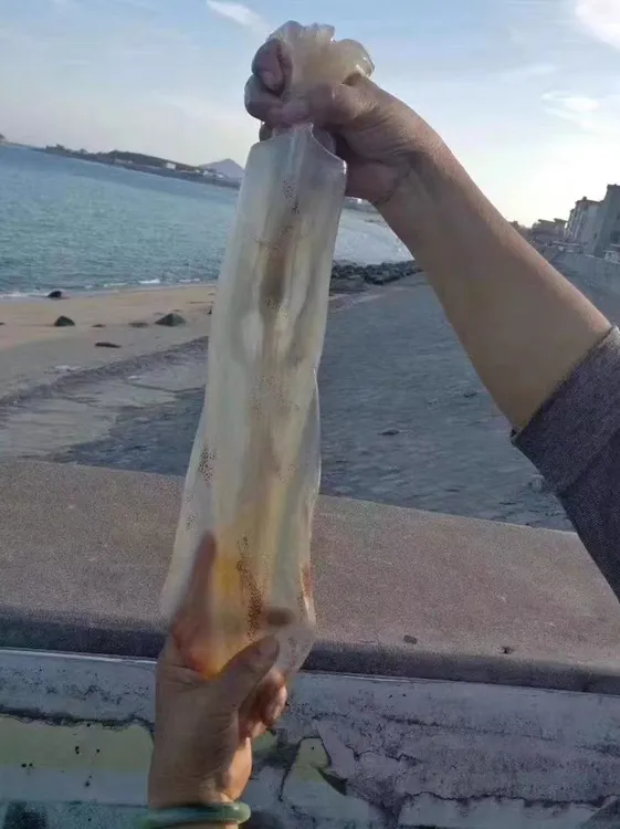 汕尾本港海钓大鱿鱼新鲜特大鱿鱼3斤-5斤发冷链发货