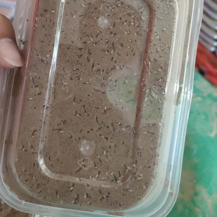 金蝉种子幼苗2盒