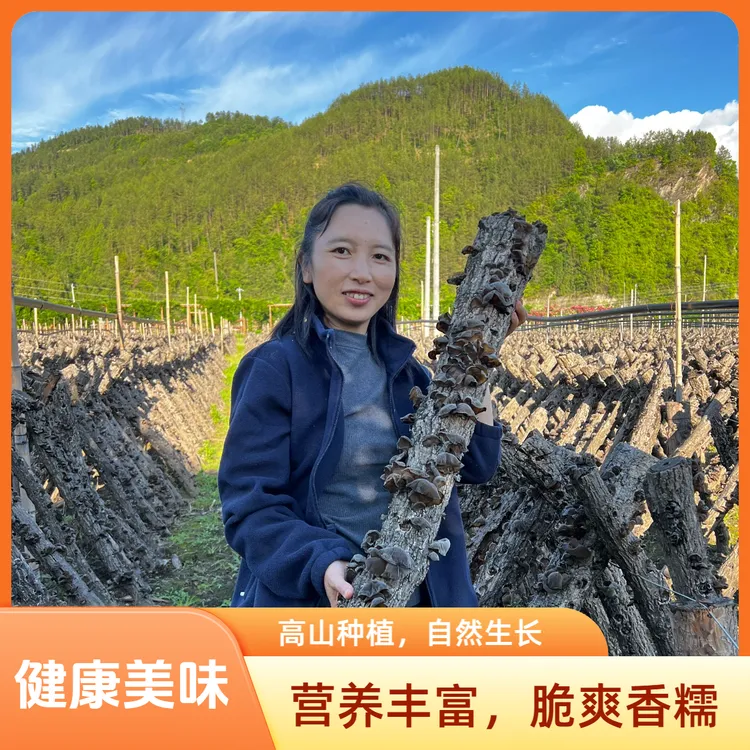 四川青川椴木黑木耳 2025年头茬春耳 朵大肉厚无根无渣 脆爽香糯