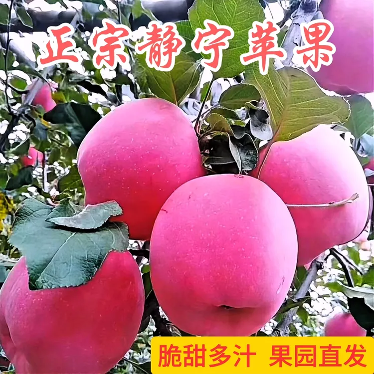 甘肃静宁苹果红富士冰糖心脆甜当季现摘孕妇新鲜水果