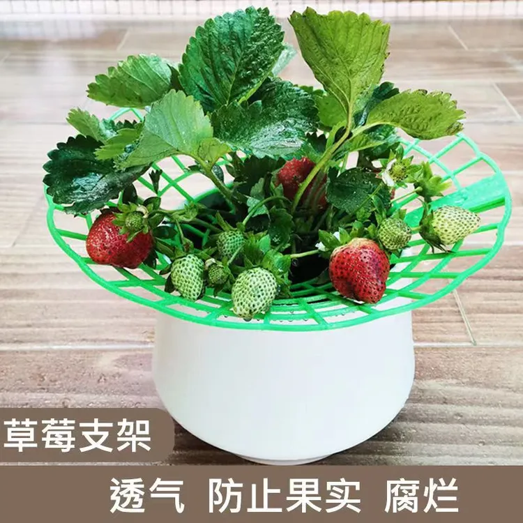 太阳花架草莓架防倒伏果实托架阳台园艺种植圆形拼接盆栽果实支撑