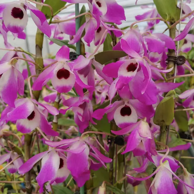 祥馨兰业云南胖金钗石斛兰盆栽花卉绿植四季常绿花色艳丽基地直发