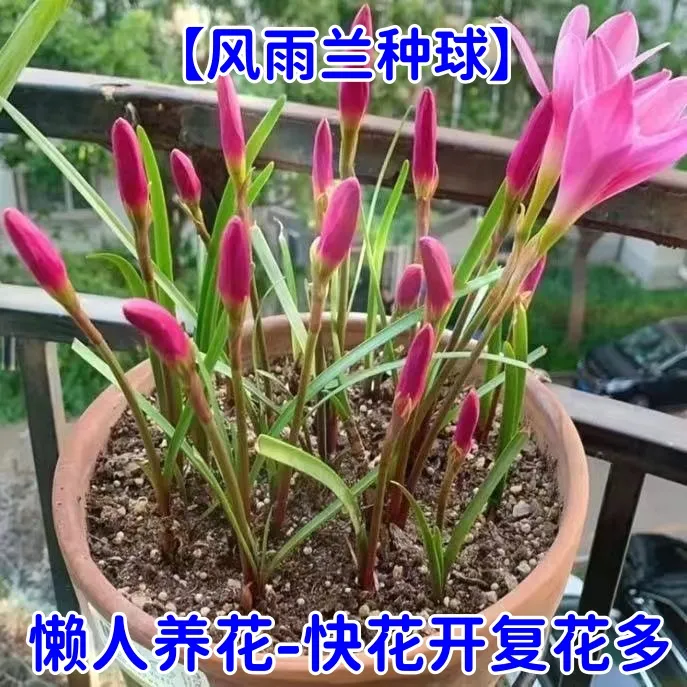 风雨兰种球花卉绿植盆栽四季开花室内外阳台庭院葱兰韭兰石蒜好养