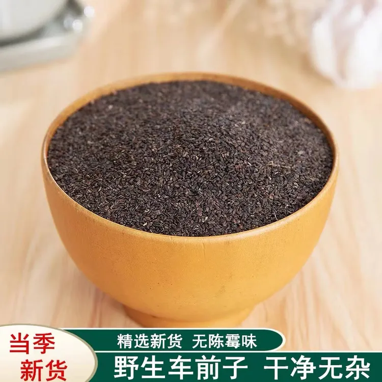 车前子茶车前籽种子车前草籽子