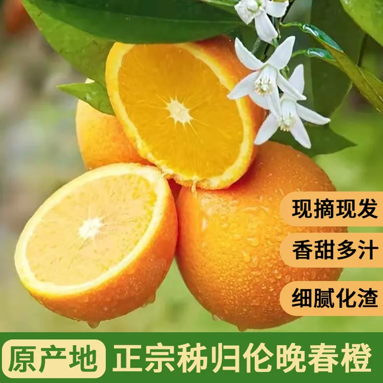 湖北秭归春橙伦晚脐橙现摘现发新鲜橙子果肉饱满细腻多汁