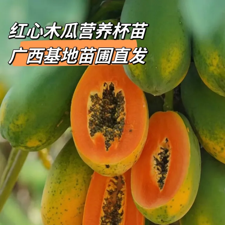 木瓜苗树南方红肉雷州冰糖成活率红心木瓜苗南方种植盆栽地栽庭院
