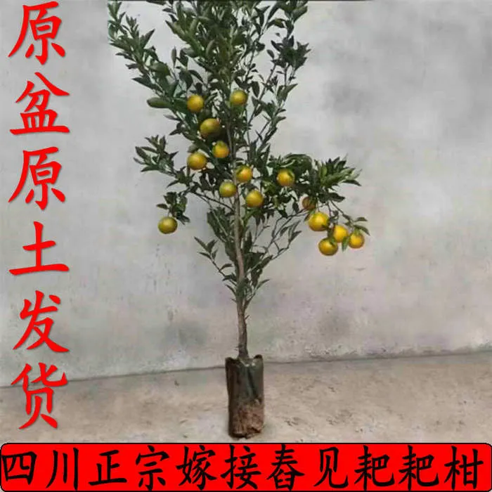 正宗嫁接无籽春见耙耙柑树苗柑橘树苗地栽丑橘苗当年结果橘子树苗