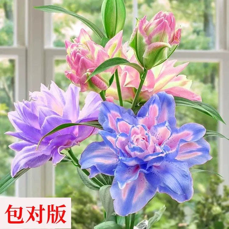 五色进口重瓣香水百合花 种球四季开花 室内外盆栽鲜花浓香型香味