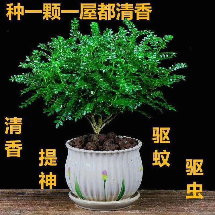 爆盆清香胡椒木蛋糕西餐饮品烘培甜品装饰点缀新鲜好养植物叶子