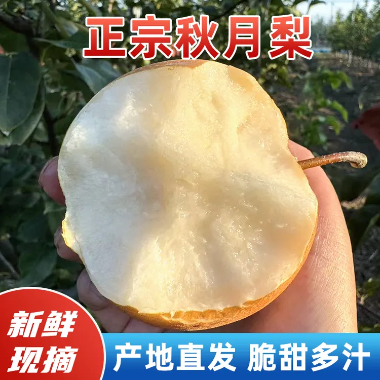 正宗苏北农家秋月梨新鲜水果脆甜莱阳冰糖心梨子雪梨蜜梨当季现摘