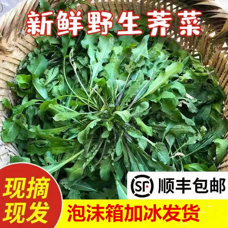 苏北农家蔬菜现挖野生香荠荠菜地丁野菜新鲜春卷馄饨饺包子馅商用