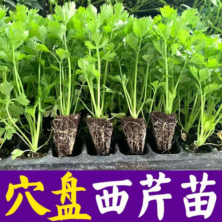 四季芹菜苗秧苗大西芹苗皇后耐寒秋冬芹菜幼苗本地小香芹苗