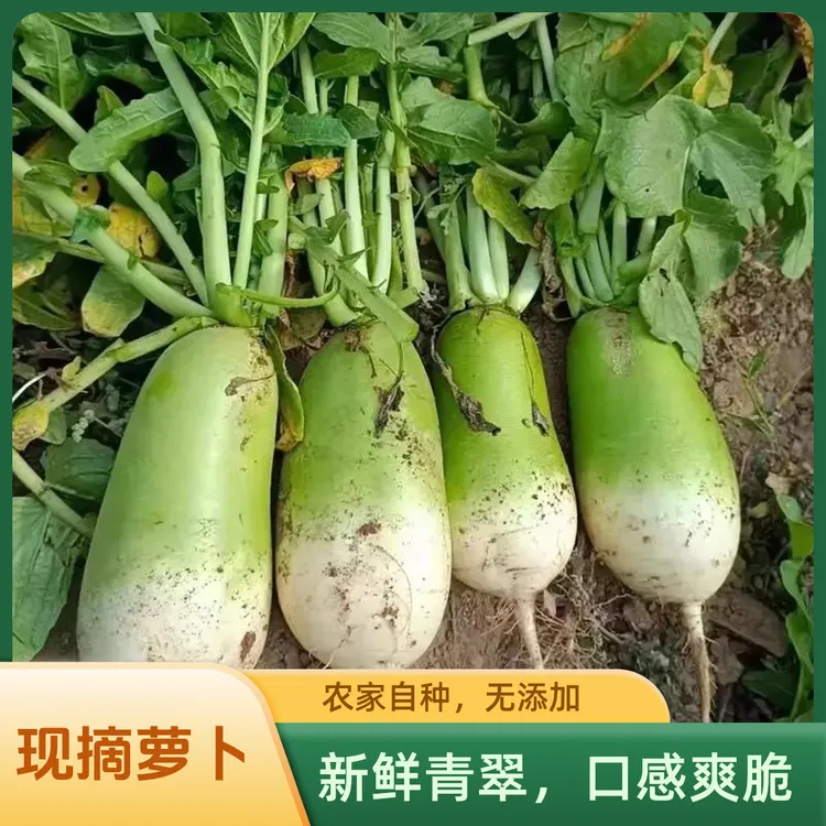 新鲜萝卜露天种植青萝卜生吃 凉拌 热炒 炸丸子腌萝卜等吃法