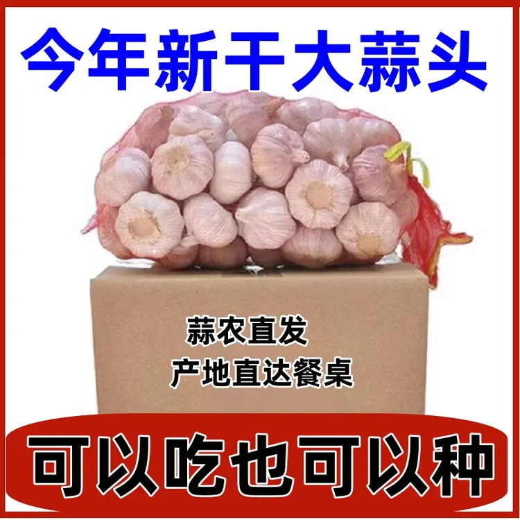 【涵涵专属】【2024年新干蒜】蒜头新鲜白紫皮大蒜产地直发蒜瓣特大