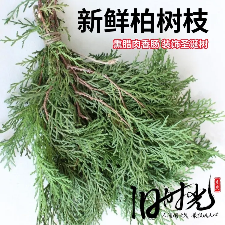 新鲜柏树枝批发四川熏肉柏丫圣诞节装饰diy圣诞树 婚庆泡酒侧柏叶