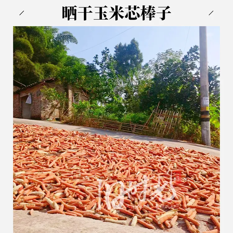 农家优质玉米芯包谷心棒子蘑菇种植手工课材料培养菌种专用苞谷芯