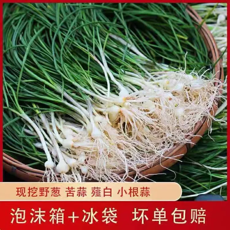 野生苦蒜野蒜小根蒜葱沙葱野藠头葱小葱香浓郁新鲜野菜半斤装