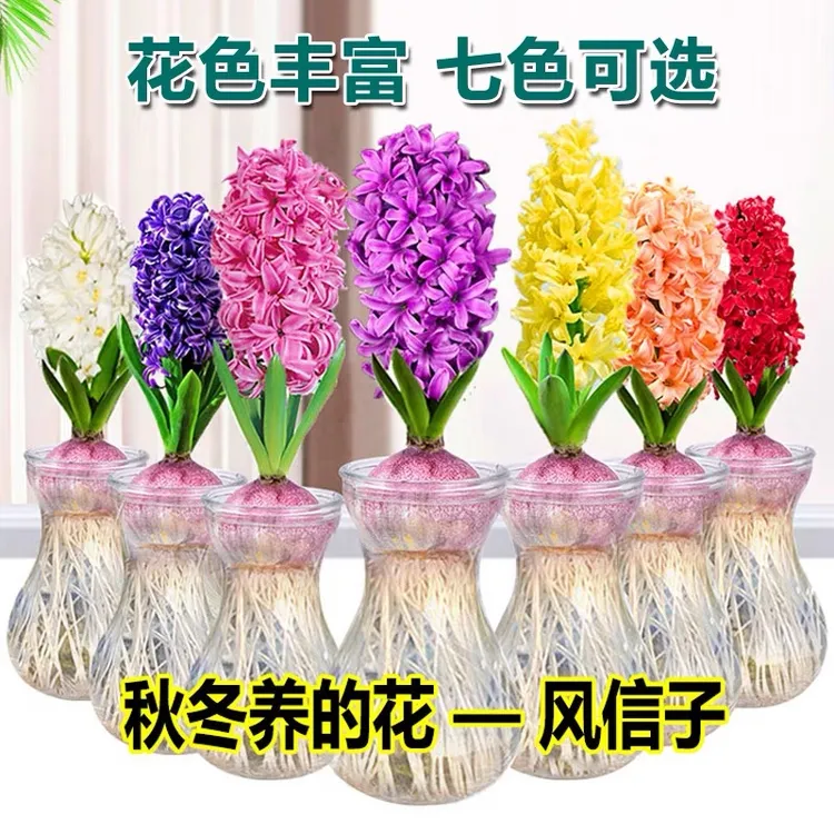荷兰进口风信子百合球多色好看花卉水培土水培植物培水培植物