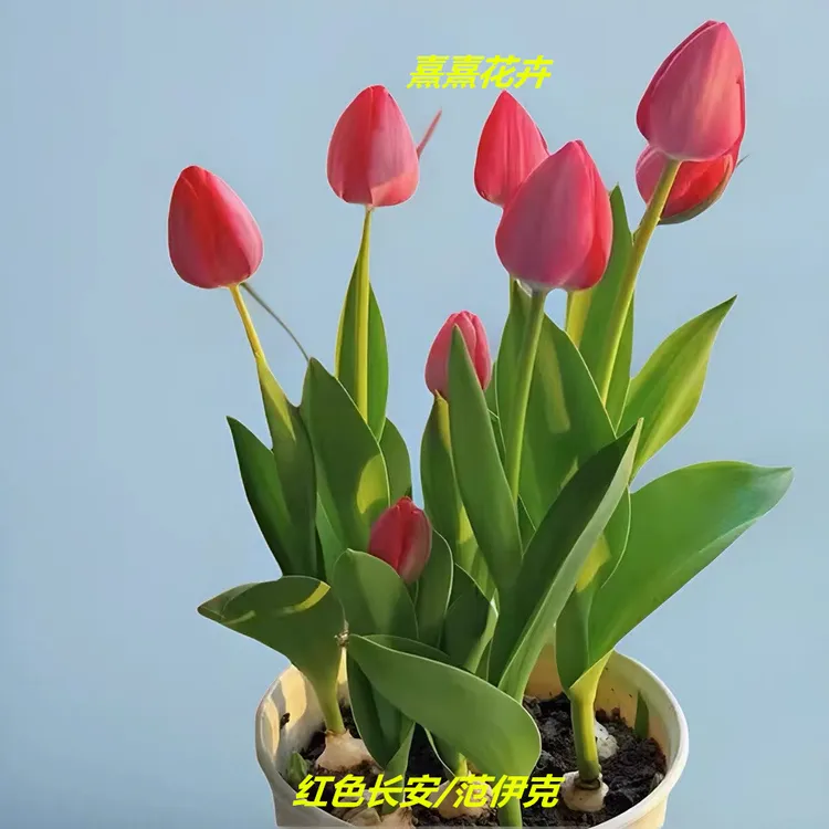 郁金香种球百合荷兰花卉盆栽水培开花快土培阳台盆栽花卉水培植物