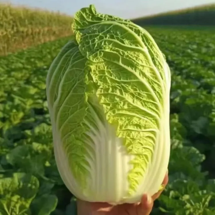 （大白菜）陕西露天霜后大白菜口感脆甜适合炒吃腌酸菜新鲜蔬菜批