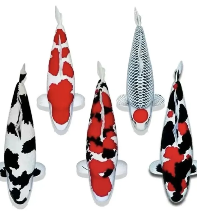 精品锦鲤包活不包邮