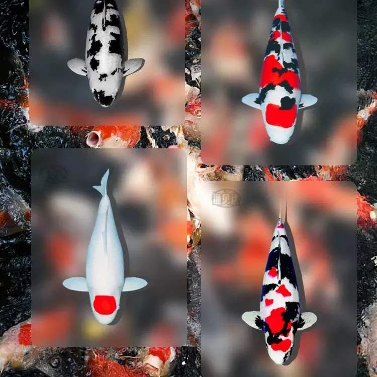 ③元宝荷包鲤淡水观赏鱼小型鱼冷水观赏鱼红鲤鱼