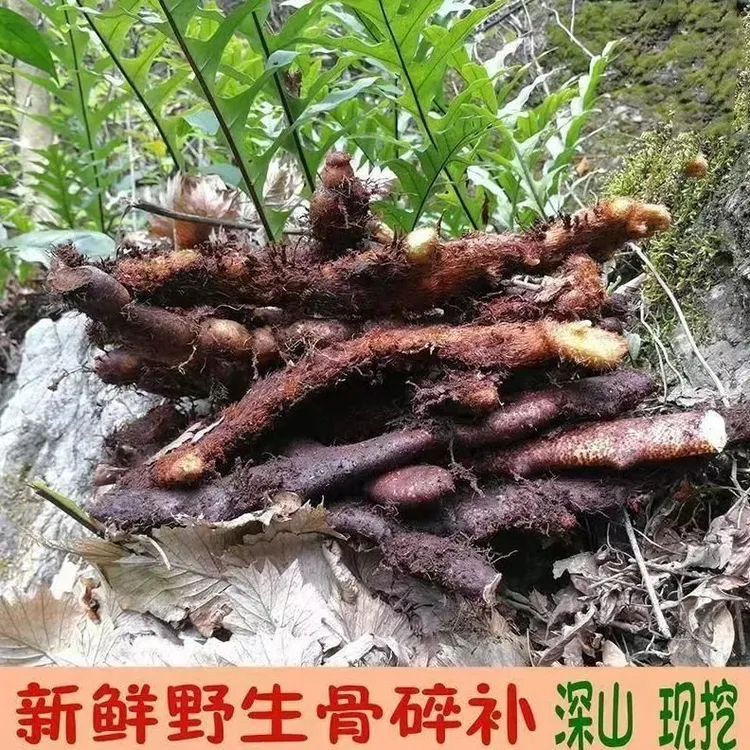 新鲜骨碎补野生毛姜爬岩姜深山采摘石岩姜接骨姜野生现采煲汤