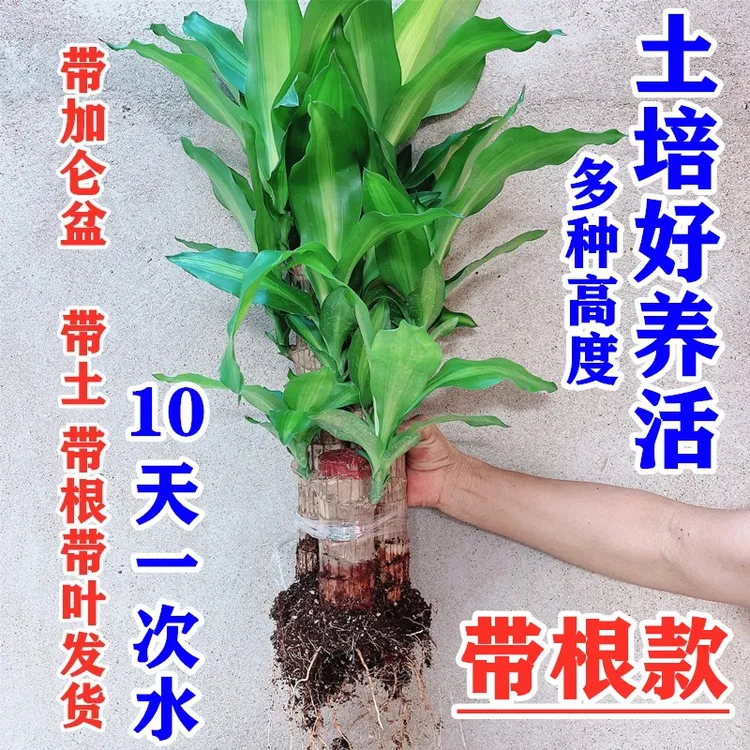 【巴西木土培带根】带叶带芽发货好养活10天一次水懒人好养植物