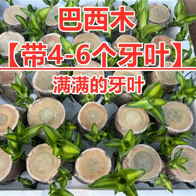 巴西木带牙叶多牙叶好养活带叶开花早室内绿植水培土培植物