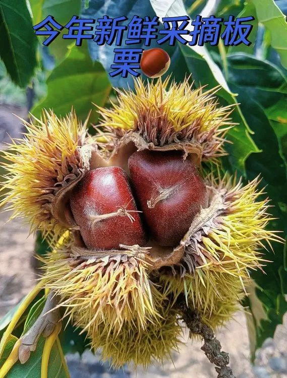 【2025年】新鲜沂蒙山区蒙山鲜板栗包邮油栗子