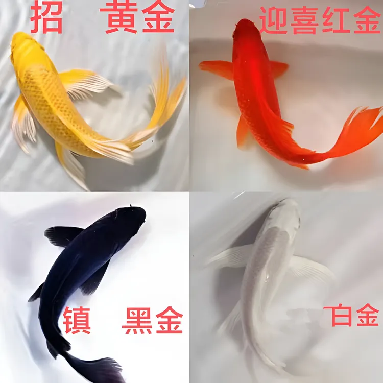 锦鲤鱼活鱼冷水淡水鱼苗观赏鱼金鱼小型好养耐活红鲤鱼黑白红黄鱼