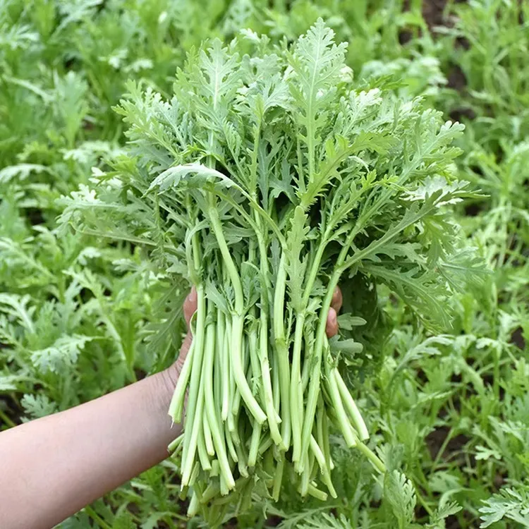 【拍2发3茼蒿种子】四季蔬菜种子庭院阳台盆栽播种大田春秋菜种种植