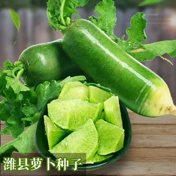 【拍2发3潍县水果青萝卜种子】水果萝卜潍县青萝卜罗卜种籽高产包邮