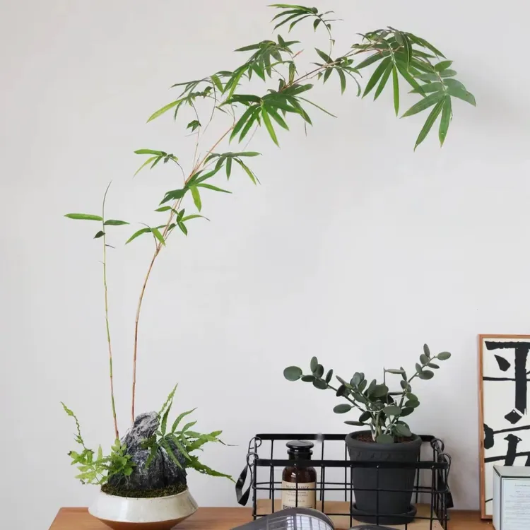 红观音竹懒人绿植 高度可选观赏好看 办公室客厅茶桌绿植好养易活