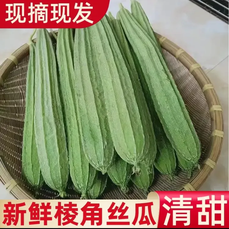 新鲜丝瓜农家自种当季蔬菜八角丝瓜棱角丝瓜现摘现发