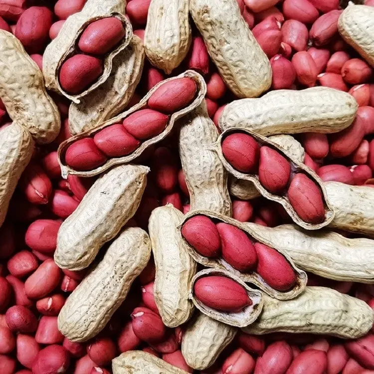 新货农家铁锅炒花生四粒红皮红衣带壳熟花生原味