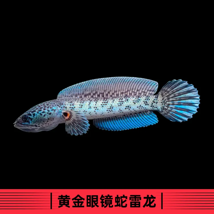 黄金眼镜蛇雷龙鱼饲养活体发货