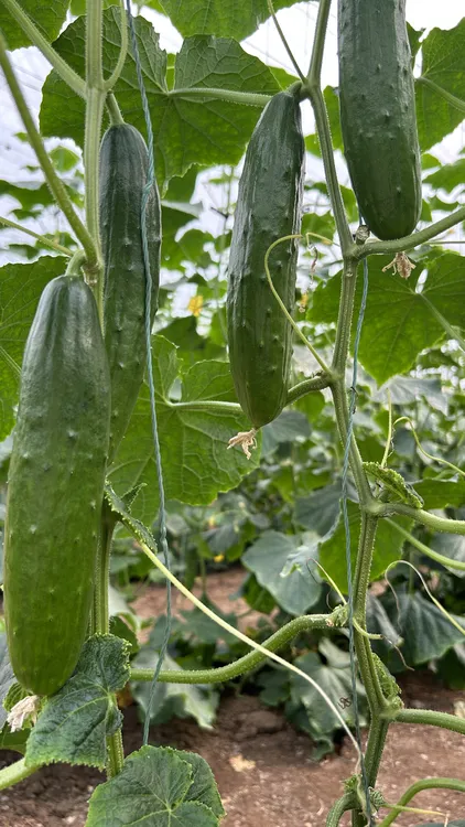 东北蔬菜（旱黄瓜）黑土地种植产地直发 现摘精品发货 