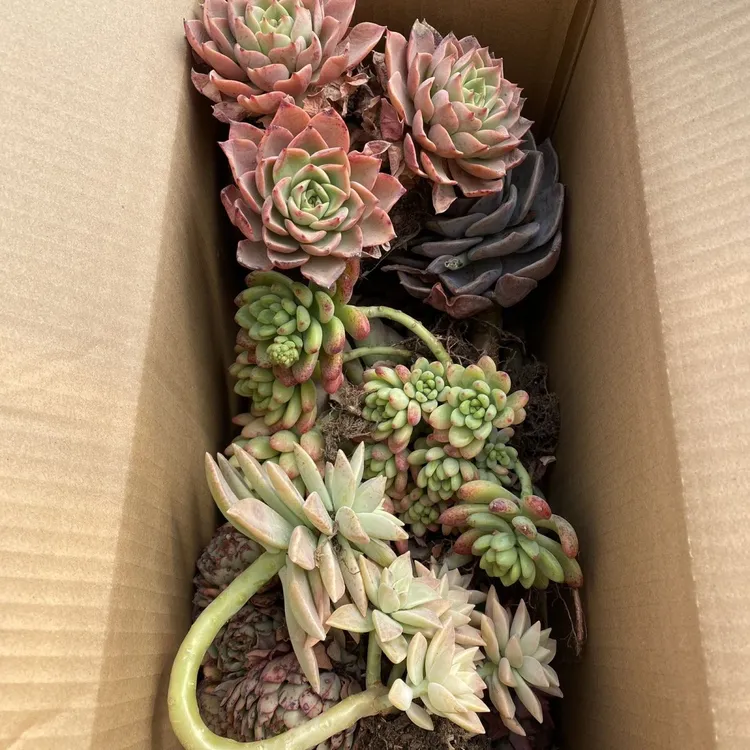 多肉植物经典套餐8颗(满满一箱8颗不重样,好养易活