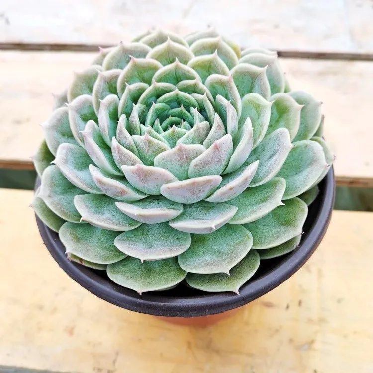 昂斯诺沙漠之星莲花座组合多肉植物单头室内阳台露养花卉绿植盆栽