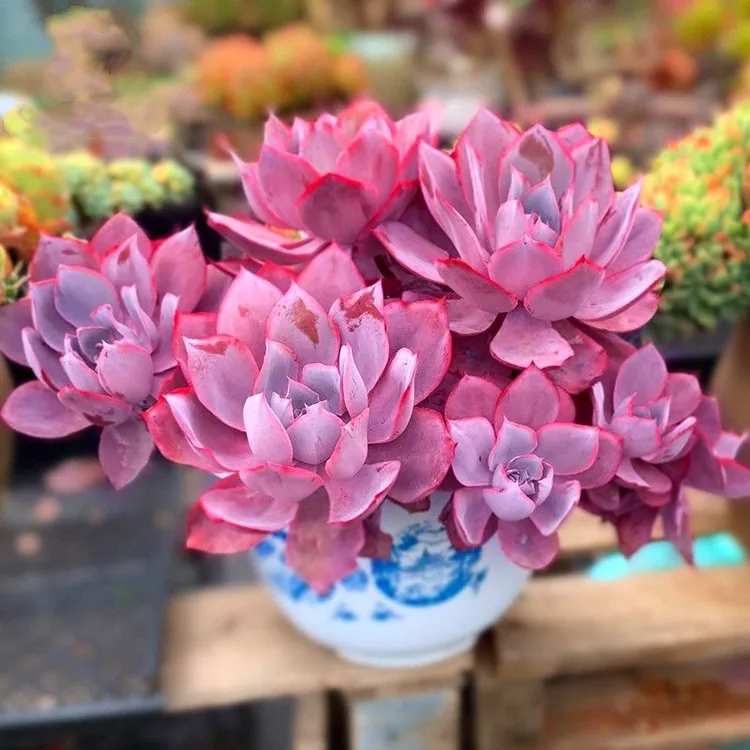 晚霞多肉 莲花座薄叶三仙 新手好养 紫色多肉植物老桩 耐热好养